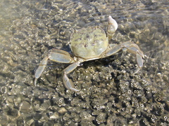 Cyrtograpsus angulatus