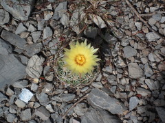 Coryphantha retusa