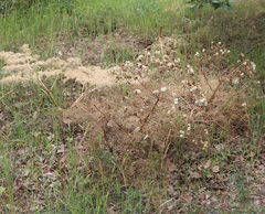 Prangos ferulacea