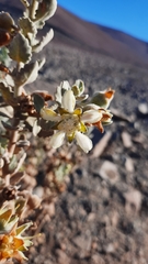 Huidobria fruticosa