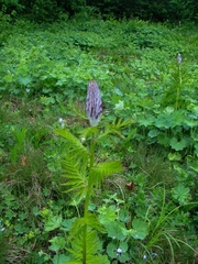 Pedicularis atropurpurea