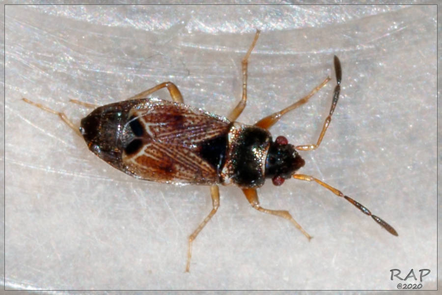 Cryphula dubia
