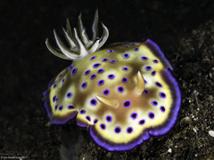 Goniobranchus kuniei