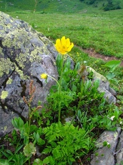Pulsatilla aurea