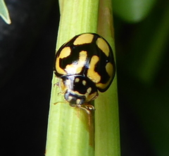 Declivitata bohemani