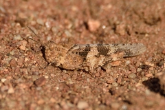 Lactista stramineus