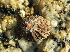 Scutellastra granularis