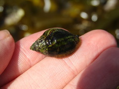 Burnupena catarrhacta