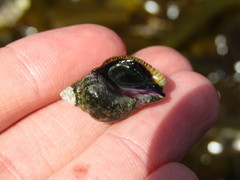 Burnupena catarrhacta