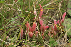 Clavaria rosea