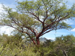 Bursera morelensis