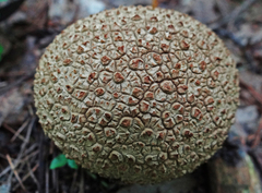 Scleroderma aurantium