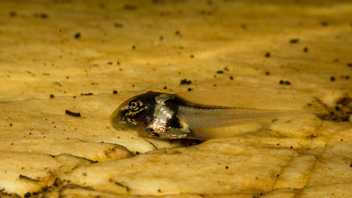 Machado's Treefrog, Ololygon machadoi