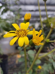 Farfugium japonicum