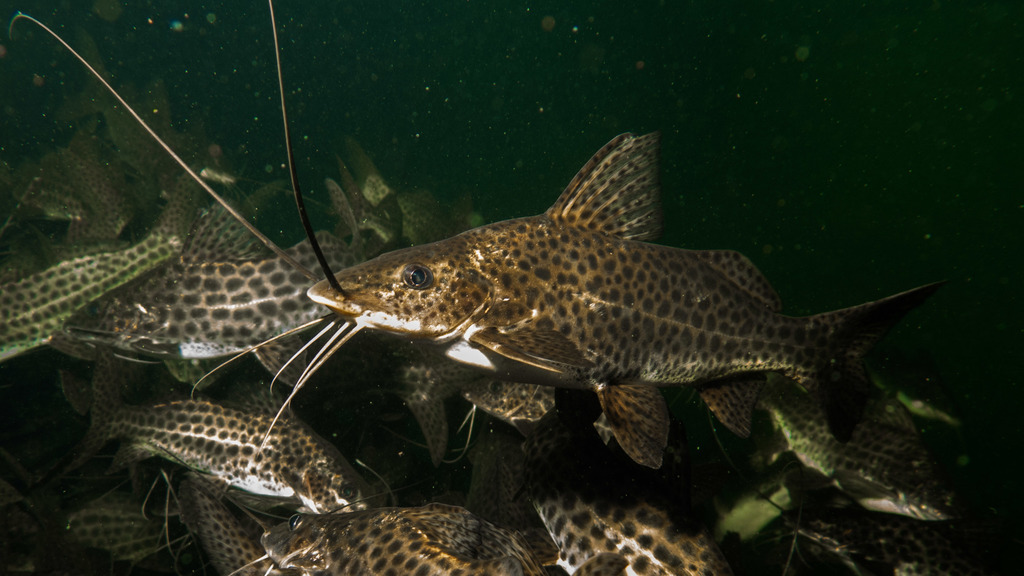 Catfish (Pimelodus maculatus) — Pimelodidae