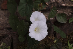 Calystegia sepium