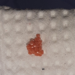 Brachurapteryx tesserata