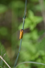 Setina irrorella