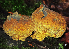 Scleroderma aurantium