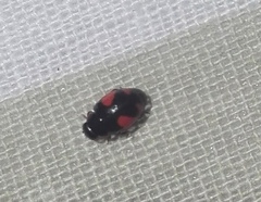 Hyperaspis sphaeridioides