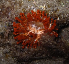 Telmatactis cricoides