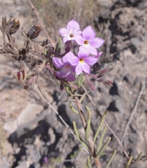 Campylanthus salsoloides