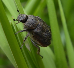 Hoplia sordida