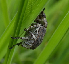 Hoplia sordida