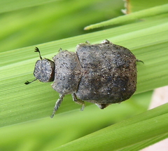 Hoplia sordida