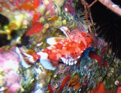 Scorpaena
