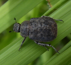 Hoplia sordida