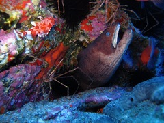 Gymnothorax unicolor