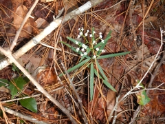 Euphorbia discoidalis