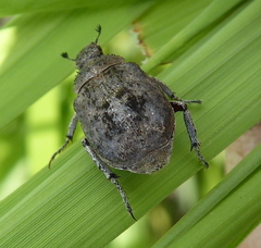 Hoplia sordida