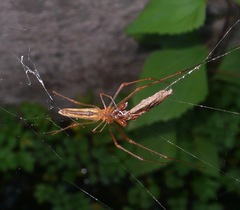 Tetragnatha nitens