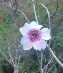 Malva acerifolia