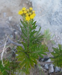 Allagopappus canariensis