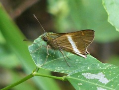 Aguna glaphyrus