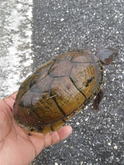 Kinosternon scorpioides