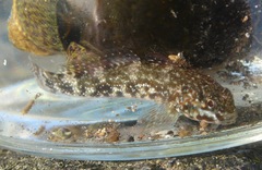 Mauligobius maderensis