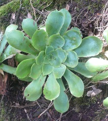 Aeonium cuneatum