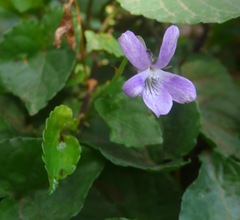 Viola anagae