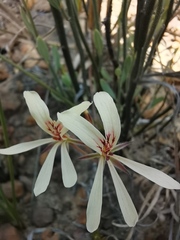 Pelargonium wuppertalense