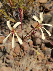 Pelargonium wuppertalense