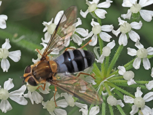 Pale-saddled Leucozona