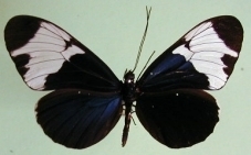 Heliconius sapho leuce