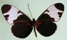 Heliconius sapho leuce
