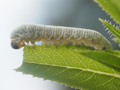 Tenthredo rubricoxis