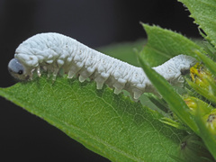 Tenthredo rubricoxis