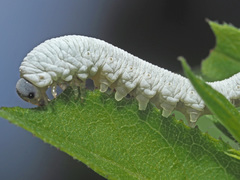 Tenthredo rubricoxis